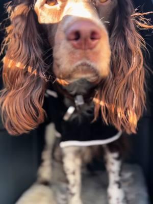 Timber #timber #dogs #springerspaniels #sportsdogs #meetmydogs #dognames #cutedog #doghandler #dogtrainer 