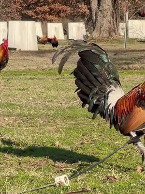 Hatch and Kelso stags enjoying some sunshine after the snow has melted. #gamefowl #gamefowlnation #gamefowlfarm #gallerosmexicanos🇲🇽❤ #sabongnation🇵🇭 #gamechickenaddiction #gamechickens #gamefowlbreedersoftexas #gallerosmexicanos🇲🇽👌💯 #gamefowlmexico #gamefowls #gamefowlbreeding #gamefowllife #gamefowlbreeder #gamefowllover 