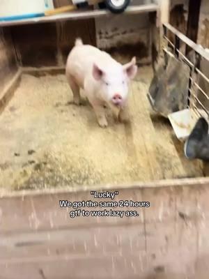 3:19 pm #fyp #getfuckeddl5p #viralvideo #viral #goodcontentgang #agriculture #hashtagsdontwork #agriculture #trucktok #l5p #crf150f #9240 #showpig #yorkshire #ohio 