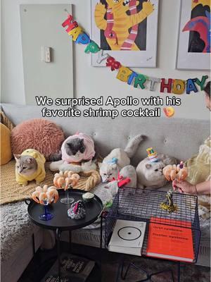 Louie and Todd celebrated their best friend’s 11th birthday 🎂🎉 @LorettaBritish Cat  We treated king Apollo to his favorite shrimp cocktail, homemade cattuccino, and endless treats ❤️ #cats #catbirthday #cutecats #catparty #britishshorthaircats #britishshorthair #kucing #catsoftiktok 