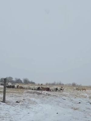 Chore time and it is snowing. We have had very little snow this year and I am enjoying an open winter. #charolais #cows #choretime #cowtok #farmtok #sodak #605 