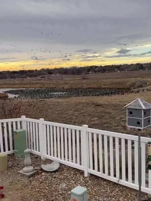 Time to start buttering up the neighbor…  🎥: @angelfloresco  #GooseWeek #GooseHunting #GooseHunt #WaterfowlHunting #GooseSeason #SplitReed