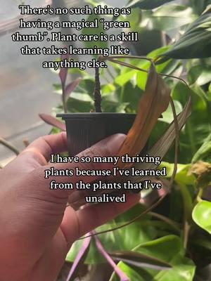 Anyone can grow plants you just have to put the time, patience and research into it. #foryoupage #foryou #fyp #fy #tiktok #trending #PlantTok #planttiktok #plantsoftiktok #houseplanttok #houseplanttiktok #plantdad #plantperson #houseplantsoftiktok #plant #houseplant #houseplants #gardening #plantparent #plantcollector #plantythings #plantparentthings #plantperson #plantpeople #lgbt #lgbtq #gay #blackplantdad #gayplantdads 