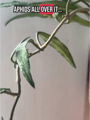 I am livid and disgusted #aphids #hoya #foryoupage #foryou #fyp #fy #tiktok #trending #PlantTok #planttiktok #plantsoftiktok #houseplanttok #houseplanttiktok #plantdad #plantperson #houseplantsoftiktok #plant #houseplant #houseplants #gardening #plantparent #plantcollector #plantythings #plantparentthings #plantperson #plantpeople #lgbt #lgbtq #gay #blackplantdad #gayplantdads 