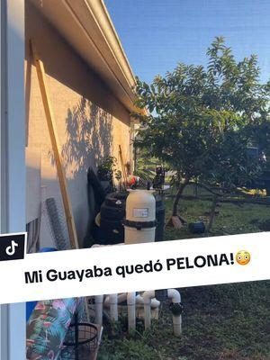 La guayaba quedó Pelada/Pelona!😳😳😳😱🍈 #podaextrema #trimingtrees #arboldeguayaba #guayabaorganica #guavatree #huertaencasa #huertaorganicaencasa #guavatree #ines25___ 