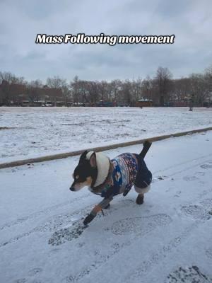 Who’s ready??  #massfollowing #snowdog #lifewithadog #dogsofnewyorkcity #dogfriendly 