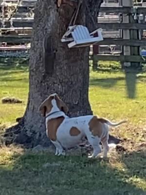 Gossiping with the squirrels #gossip #squirrels #squirrelsoftiktok  #dogsoftiktok #fyp #fypシ #bassethound #basset  #bassethounds #bassetlife #doglife #lifeofadog #houndtok #bassettok #dogtok #houndtok #bassethoundsoftiktok #dogtok #lifeofpets