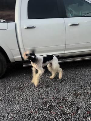 Creek #creekdontrise #dogtrainer #doodle #rescuedog #fyp #hankwilliamsjr #countrysong #springerdoodle #cutedog #dogs #sportsdogs #fcat #fastcatdog 