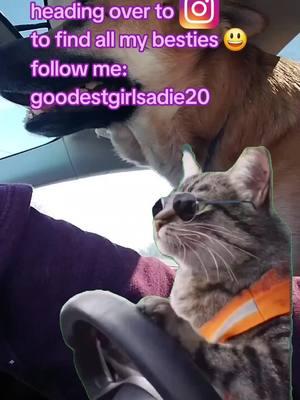 we're going to go check out Lemon8 as well 😃  #followme #dogsofinstagram #dogsoftiktok #dogtok #fyp #lemon8 #gsdoftiktok #tiktokban #savetiktok #crankthat #souljaboy #aintnoloveinoklahoma #lukecombs 