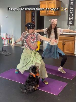 Yoga class at Puppy Preschool was a success🐾 #yoga #puppypreschool #puppy #DogTraining #training #yogaclass #dogyoga #bandanas #hippie #coolkids #dogboarding #doggydaycare 