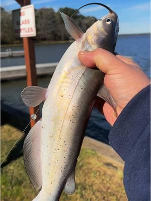 Catching my dinner #fyp #catchcleanandcook #beardedfisherman #fishing #fish 