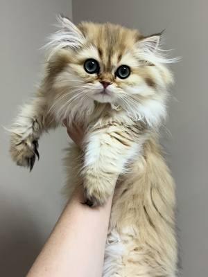 Bathing a longhair kitten is a lot of fun😄  #goldenwhiskerscattery #kitten #wetcat #mynameis #britishlonghair #cute #funny #adorable #wet #wethair 