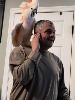 Tango starts losing his mind when dad puts his finger in his ear because tango is so loud 🤣 #tango #fypシ #funnyparrot #funnyanimals #crazyparrot #cockatoosoftik #cockatoo #parrotsoftiktok #bird #foryoupage #petlover #funnyparrot #fyp #screamingbirds #angrybirds 