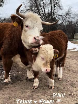 Trixie & Fonzi 😊🐮#fyp #ladyfarmerneedsacocktail #findreasonstosmile #funonthefarm #miniaturehereford 