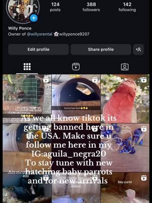 #follow #followme #followers➕ #following #followback #ig #instagram #birds #parrots #makesure #doit #allbirds #tiktokviral #banned #gone #stay #tune #parrotlife #macawlife #newbabies #newhatch #itshappening #viralvideo #viraltiktok #viral_video #viral? #virale #viralpost #fyp #fypシ #fypシ゚viral #fypage #fyppppppppppppppppppppppp #fypツ #goodvibes #goodvibesonly #goodvibes💕 #sigueme #agregame #interesting #interesante #borrar #borrartiktok #pajaro #aves #bebes #nuevos #nacimiento #segudores #seguidores❤ #seguir #seguiradelante #share #sharethemagic #sharethis #sharepost #sharecopylink #sharethelove #sharestories 