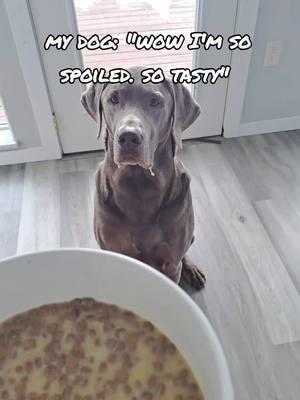 he thinks it's the best treat #nativepet #dogmom #spoileddog #healthydog #doglovers #dogseating 