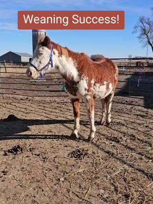 Lily and Ivy have successfully weaned! Now Lily can work on trusting us and has a vet check on Monday to find out if she's pregnant and to check a growth on her third eyelid.  #horserescuereality #weaning #mareandfoal #horseauction #horsesoftiktok #hifromsouthdakota 