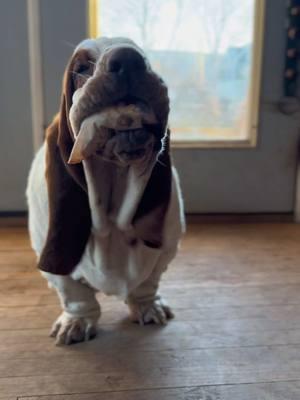 Today on What Do You Have  Originally thought chips,turns out it was honey roasted cashews  #baddie #baddog #baddogsoftiktok #cutedog #puppydog #dog #dogs #dogvideo #dogvideos #dogsoftiktok #dogsofttiktok #doglover #funnydog #funnydogvideos #funnydogs #funnydogsoftiktok #funnyvideo #funnymoments #funnyvideo #sillydog #cutepuppy #PetsOfTikTok #whatsinyourmouth #nevillelongbottom #basset #bassethound #bassethoundsoftiktok #bassethoundpuppy #basstok #dogtok #puppylove #puppytok #bassetsoftiktok #bassethoundfamily #bassethounds #bestdog #bestdogs #ilovemydog #happydog #babypuppy #puppybaby #chonky 