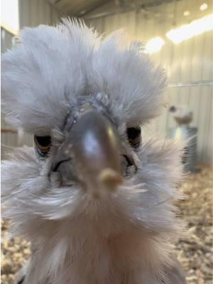 I would do anything for this cutie 😫 - - - #cuteanimals #cute  #coopconfessions #belltherooster #bell #babybell #probsbitching #fyp #funny #comedy #laugh #share #havefun #smile #storytime #storytelling #story #animals #farm #farmlife #chicken #chickens #rooster #funnyanimals #chickens #chickensoftiktok #chickentok 