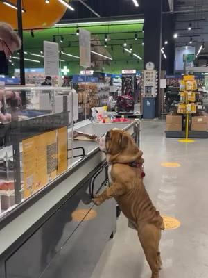 Bought snacks for two... ate it all by myself 💸 Credit: on IG grof_bulldog . . . . . . . . . . . #bulldog #englishbulldoglife #englishbulldogsoftiktok❤️ #englishoftheday #englishbulldogloves #englishbulldogpuppiesoftiktok #englishbulldogsoftiktok❤️👑 #englishbulldogpuppies #englishbulldoglovers #englishbulldogpuppy #bulldogsoftiktok #englishbulldogs #bulldogsoftiktok 