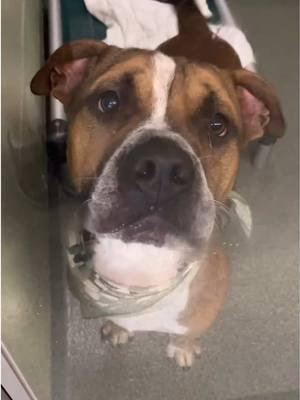 Please notice me 🥺🙏  Flynn is trying so hard to say hello to you 🥺 He wants to show you how friendly he is so maybe you will pick him and be his best friend ❤️  This handsome 2-year-old is your typical Bulldog… short, strong and full of over-eager affection! 🐶 He doesn’t know his own weight and can be a bit of a bowling ball when he gets excited, so he may not be a good fit for young kids, unless he receives some obedience training 😌 But Flynn is very sweet at heart and will take treats gently from you. Flynn also gets very excited around other dogs, so a strong harness is recommended when walking him ❤️ Will you be Flynn’s best buddy for life?  Flynn would love nothing more than to get adopted in time to join you for the VCA Walk for the Animals on February 1st. 🐾💕 Visit www.walk4theanimals.comto learn more and help raise funds for animals in need.   Please share for Flynn 🙏 To adopt Flynn, please fill out a pre-adoption application at www.humanebroward.com (link in bio) and come to the shelter to meet her. The shelter is located at 2070 Griffin Road, Fort Lauderdale, FL and opens daily at 11 a.m. If you have any questions, please call 954-989-3977 ext. 6.   #rescuedog #shelterdog #adoptme #adoptdontshop #dogstagram #fortlauderdale #florida #dogreels #reels #englishbulldog #bulldog #instapet #dogs #dogoftheday #dogsofinstagram #dogshelter #animalshelter #instadog #instadaily #pittie #pittiesofinstagram #pittbull #bullybreed #pittielove #staffy #doglover #staffygram #doglover #bullygram #americanbully #bullylove 