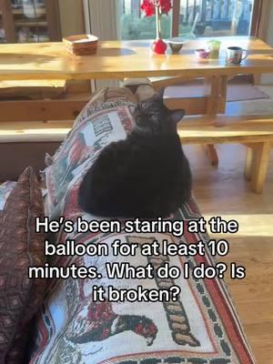 I call him the balloon watcher #o #catsoftiktok #mold #specimens #specimenthursdays #moldtok #fypシ #fyppppp #catslove #catlovers #catlove #cattok #catmold #catlover #containment #cats #wednesday #thursday #friday #saturday #sunday #monday #tuesday 