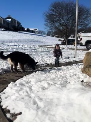 #tango #zanesvilleohio #ohio #dog #germanshepherd #mansbestfriend #gsd #workingdog #family #granddaughter #grandkids #snow #a #b #c #d #e #f 