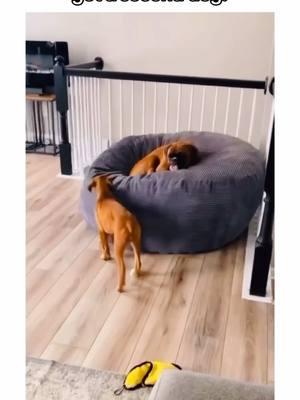 welcome to the boxer puppy life 🥰🐾 #boxersoftiktok #PetsOfTikTok #boxerdogs #puppiesoftiktok #boxerdog #dogsoftiktok #boxerdogsoftiktok #dogpuppy #funnydog #boxers #puppycheck #creatorsearchinsights 