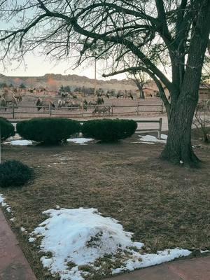 All 300 of them! #elk #elkherd #colorado #coloradoelk #wildlife 