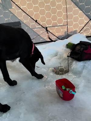 #hannaschkennels #lab #icefishing #blacklab 