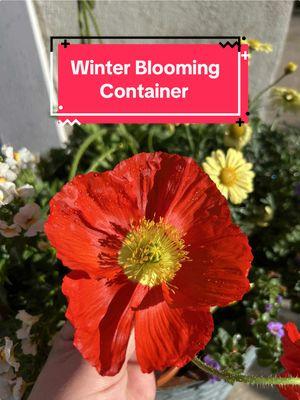 🐝✨Everything you need for a winter bee & bloom container:  🌸 Iceland Poppy Add a touch of magic to your garden with these delicate blooms that thrive in cool weather. Perfect for sunny spots, they reward you with vibrant petals in shades of yellow, orange, pink, and white.  ✨Nemesia: This profuse filler flower has beautiful delicate blooms that will reward you with months of constant color.  🌼 Marguerite Daisy Cheerful and low-maintenance, Marguerite Daisies are perfect for brightening borders and containers.  🌿 Bacopa Trailing and charming, its tiny blooms cascade gracefully, adding texture and color.  🐝 Bee Bath  DIY garden magic! Repurpose an old terracotta pot and saucer to create a bee bath. Fill the saucer with water and small stones for bees to perch on. It’s a small step with a big impact for pollinators! 🐝🌍 🌱 Organic Potting Soil Healthy soil, happy plants! Use organic potting mix packed with nutrients to support your garden from roots to blooms. 🌿✨  🌟 Starter Fertilizer Give your plants the best start with nutrient-rich starter fertilizer. Encourages strong roots and vigorous growth for a thriving garden all season long. 🌱⚡ Will you create a cheerful ode to blooms & pollinators this season? 🌸Let us know!  #pollinatorgarden #beebath #containergardening #icelandpoppy #winterblooms #smallspacegardening #savethebees #gardentok 