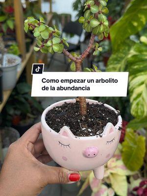 Como empezar un arbolito de la abundancia #suculentas #plantasdeinterior #plantas 