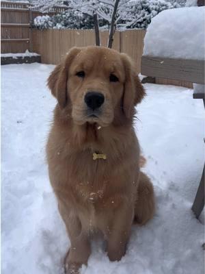 Nash’s first snow! ❄️⛄️💙 #goldenretriever #goldenretrieverpuppy #goldenretrieversoftiktok #puppylove #sleepypuppy #happydog #goldenretrieverlife #goldensoftiktok #goldenpuppy  