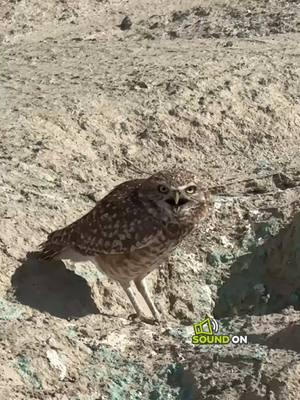 Burrowing Owls make the rattle of a rattle snake to ward off predators such as Coyotes #burrowingowl #owl #rattlesnake #snake #oceanbling #aquaticbling 