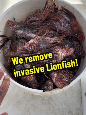 Removing the female removes so many more Lionfish in the end because you are preventing those eggs from getting out into the current! #lionfish #lionfishextermination #lionfishhunting #cleaninglionfish #natethelionslayer #showusyourzk #nonprofit #lionfishexterminationcorp #invasivespeciesremoval @Alex Borsutzky @Nathaniel Sorensen @Rachel Taub @ZooKeeper 