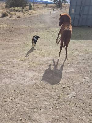 Come ride with us.  Applejacks first time exercising 😆 he is not a fan #fyp #fypシ #foryoupage #horse #horsesoftiktok #colt #animals #navajonation #nativetiktok #navajo #fun #mustang #buckskin 