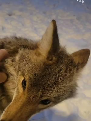 Replying to @youcancallmecy  She's the SWEETEST PUPPY! #weavethecoyote #forestpuppy #dog #nature #forestpuppy #animals #cute #deer #Love 