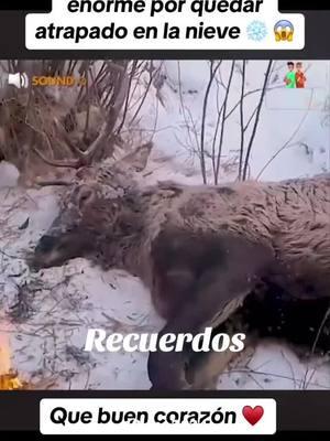 #Recuerdos Ayudan a un siervo por quedar atrapado en la nieve ❄️ 🦌🦌🥺🥺🥹🥹🥰 #ayudando #aunsiervo #morircongelado #buenasbuenas #personas #parati #foryou #parati