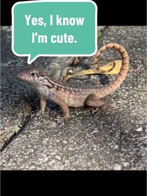 #curlytail #curlytaillizards #lizard #cuteanimals #jurassic #funnyanimals #reptilesoftiktok #minidino #lizardlove #reptile #foryoupage #jurassicpark #naturelover #prehistoric #thelizardwhisperer #fyp #natureisbeautiful #floridalife #lizardsoftiktok #smallwonder #babyanimals #lizardlady #crazylizardlady #wildflorida 