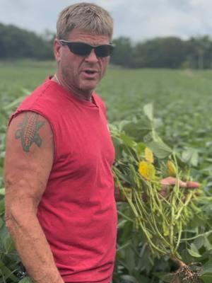 @Dan Luepkes talks about beans in July 2024. #whitemold #rowspacing #fyp #soybeans #beans #agtok #agtalk #topcroptv 