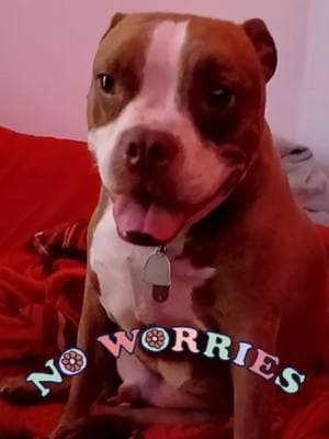 #onthisday #tinnertuesday #dogtok #pets #dogs #PetsOfTikTok #pettok #dogsoftiktok #dog #pet #cute #cutedog #adorable #cuteanimals #adorabledog #dogmom #dogparent #dogparents #dogmomlife #humor #funny #noworries #worries 