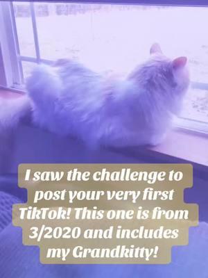 My first TikTok in 2020! #firsttiktokvideo #firsttiktokever #firsttiktokchallenge #forevertiktok #tiktokban #grandkitty #grandkittytiktok #gofastgilbert 