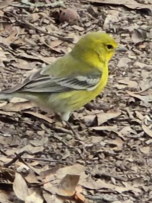 Florida colorful birds the most amazing wildlife for color. #finches #housebirds #birds #wildlife #floridabirds #birding #birdwatching 