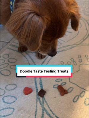 Welcome to a Doggie Taste Test featuring my very picky dog, Doodle! Doodle is a VERY picky eater who only likes certain treats (his favorite being cat treats- LOL.) Today I found two new soft chew flavors by @Milk-Bone and brought them home for Doodle to try! (Not sponsored, I bought these with my own money!) #tastetest #dogtreats #pickydog #pickyeater #dog #dogsofttiktok #milkbone #fyp 