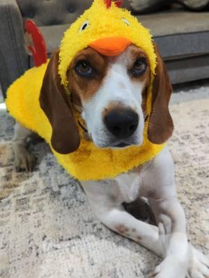 Are you shaking in your boots? 🐥 #beagles #beaglesoftiktok #dogtok #dogsoftiktok 