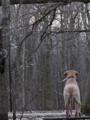 Having a steady retriever is so vital. Being able to mark birds and take hand signals are key aspect, but none of those things matter if your dog isn’t steady. Nothing makes a hunt better than a good dog. But, nothing can ruin a hunt faster than a bad one. #fyp #ducks #fypシ #Outdoors #straitlake #labrador #lab #labradorretriever #workingdog #arkansas #photography #videography #floodedtimber 