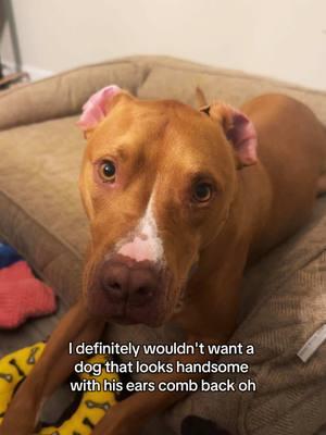 I can’t think of a reason to NOT have one🐕 #pibblesoftiktok #pitmix #handsomeboy #dogdad 