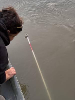 Steph working the bank pole on a big old Missouri river flathead catfish catch and release. #Missouri #viral #midwest #catfish #fypage #fishing #fypシ゚viral #fyp #angler #loweboats #catfishing #viraltiktok #tombstonetackle #fypppppppppppppppppppppppppppppp #tik #fishtok #missouririverboyzcatfishing #midmissouri #marriedlife ##outdooradventures