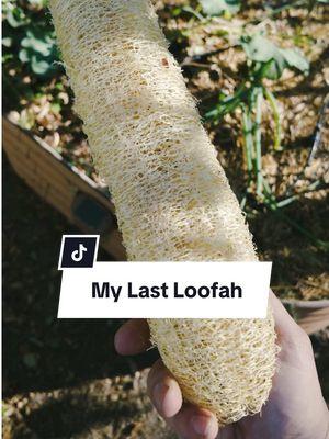 Growing loofah is one of the most out of the box things you do as a gardener because it expands your ability from growing your own food and herbs, to now being able to grow your own sponges, and free yourself of plastic sponges. It’s not an easy or a quick plant, but it is so worthwhile and I plan on growing it for many years to come. If your garden was affected by any of the LA fires I would love to help you grow it, so DM me and I’ll give you some seeds so you can grow your own sponges. #loofah #loofahsponge #luffa #sustainablegardening #selfsufficientgardening #gardeninspiration #eatonfire 