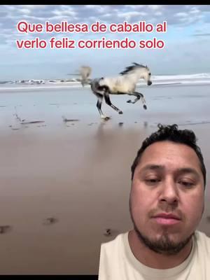 #greenscreen #greenscreenvideo Que bellesa de caballo sebe muy feliz corriendo solo ala orilla del mar #caballos #felisidad #libre #emocion #contento #feliz 